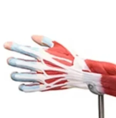 DARHMMY Upper Limb Anatomical Muscle Model 7-Part Medical Science Teaching Aid Human Upper Limb Model