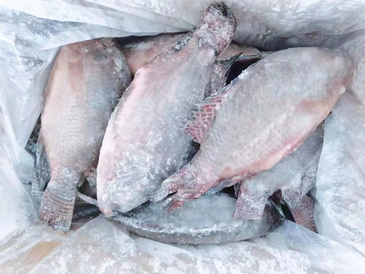 Live Fish Tilapia Wholesale Frozen Whole Round Black Tilapia Fish Buy
