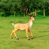 Sika Deer
