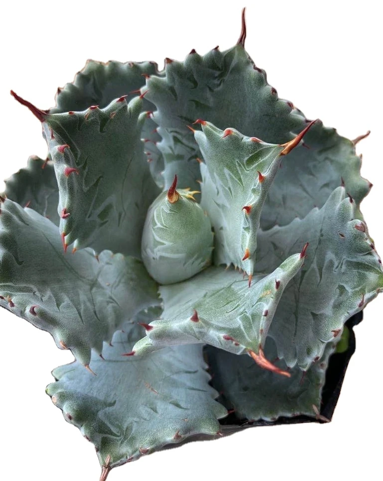large indoor plants succulent plants agave plants for sale