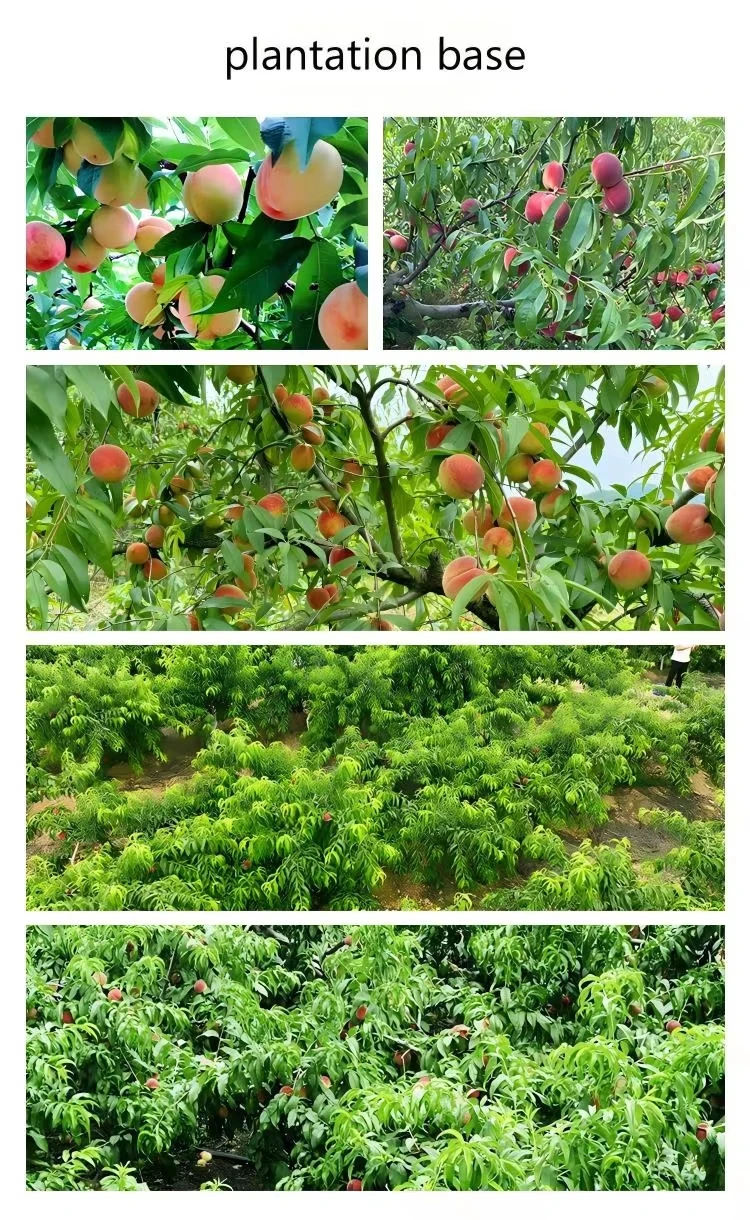 China Freeze Dried Peach Slices Factory | Bulk Wholesale Ha0dda2506c56432d98a0706734b728a7K