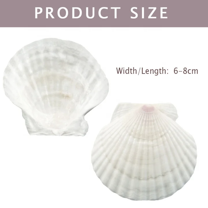 12 Conchiglie Di Capesante Bianche 9-10 Cm | Decorazioni Naturali Per Artigianato E Feste