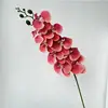 07-Color pomelo