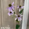 Purple sunflower