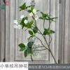 Small single-stem bellflower, white
