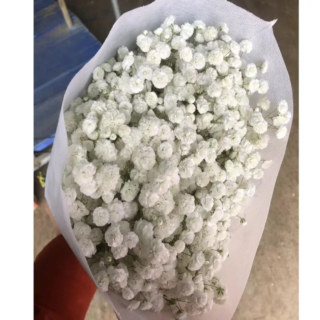 Gypsophila fresh flower decoration wedding white color baby  breath from China 1kg/bundle