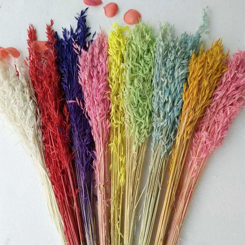 批发10 种颜色可用天然干成熟耳朵花保留小麦 Buy 天然小麦 干小麦 小麦干product On Alibaba Com