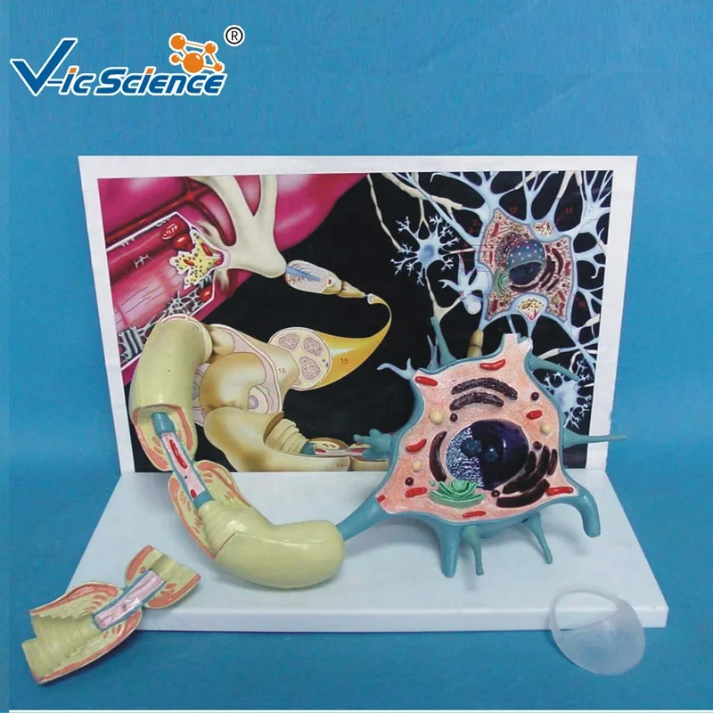 Human Anatomical Motor Neuron Model for Medical Teaching Medical Science Anatomical Enlarged Model for Nerve Physiology System