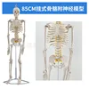 85cm bone structure [hanging spinal nerve intervertebral disc]