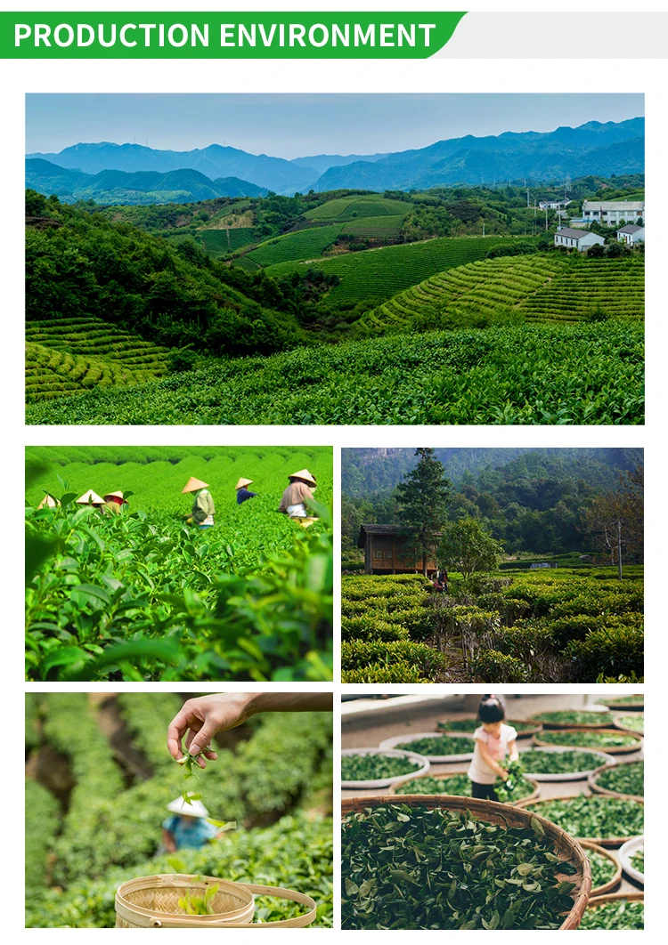 Chinese Green Tea Wholesale Free Sample Private Label 100 Organic