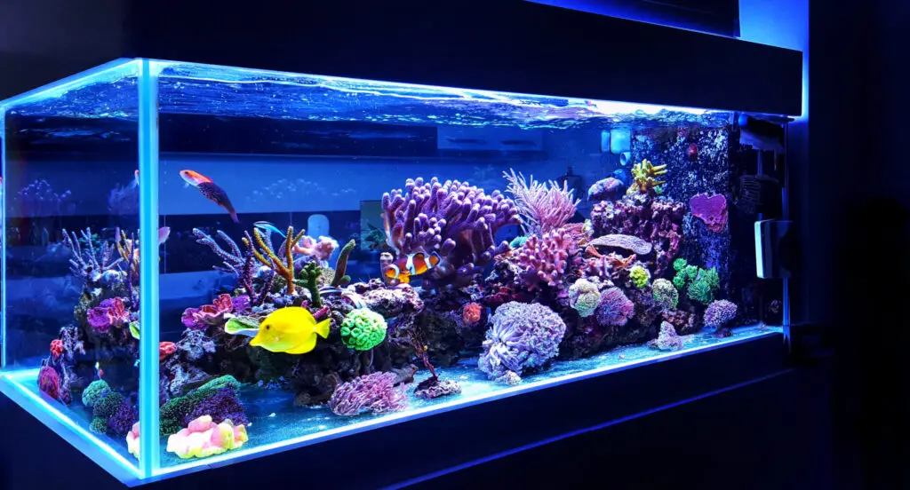 Acrylic Big Fish Tank Rectangle Plastic Grandview Acrylic Factory ...