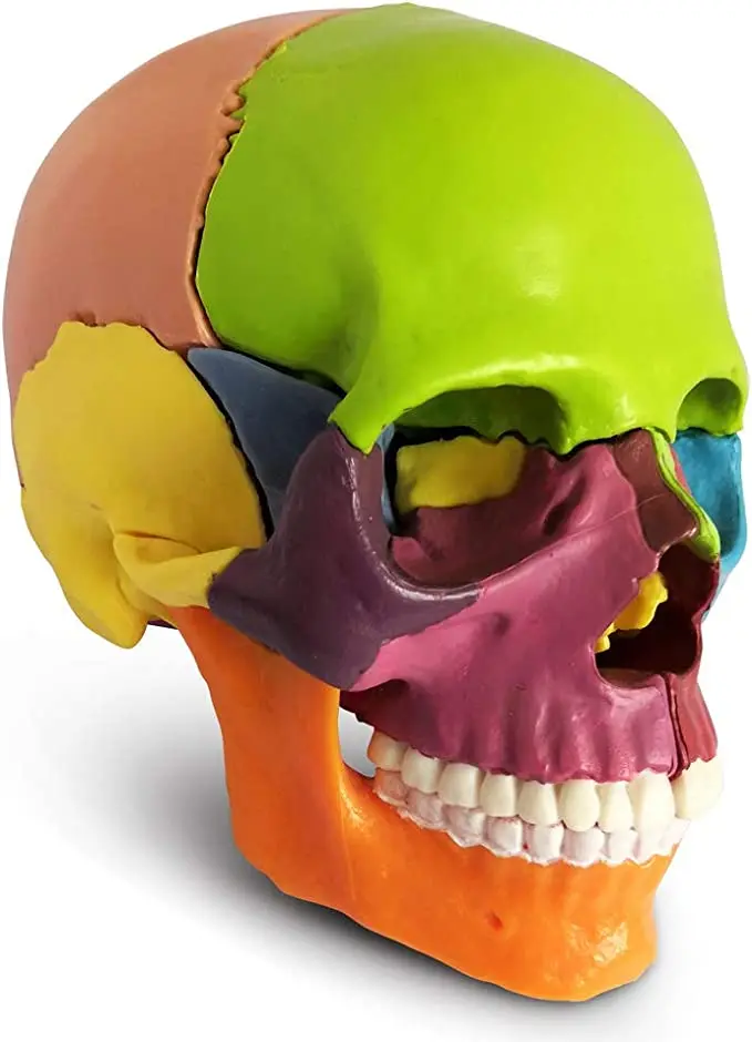 Small Human Skull Anatomy Model Detachable Realistic Head Model for Students 15 Parts Colored Exploded Plastic Skull Model
