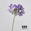 Agapanthus blu viola