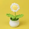 White Edge Little Daisy potted plants