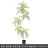 200cm jacaranda