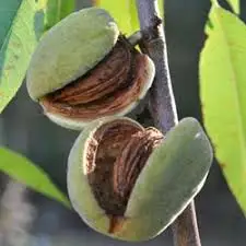 750-1000 кг автоматическая машина для очистки