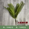Ironwood fern