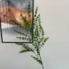 Spray di eucalipto verde