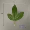 Common small peony leaves