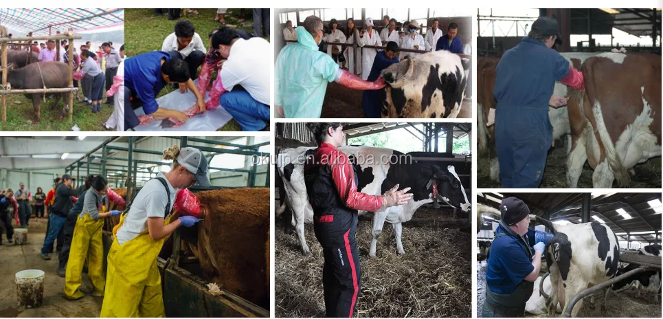 veterinary glove usage