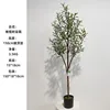 150cm olive tree (with tender buds)
