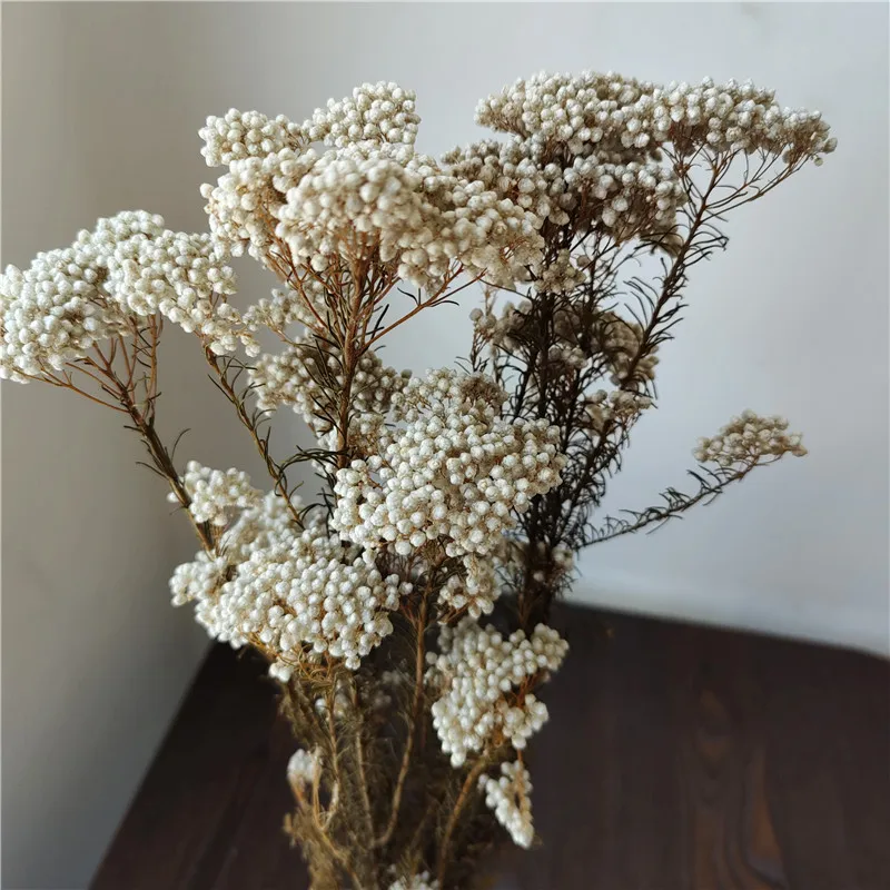 Preserved Sakura Rice Flower Beautiful Branches Style for Fresh Household Arrangements and Bouquet Making Packaged in Bags