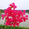 Bouganville concentrata 1