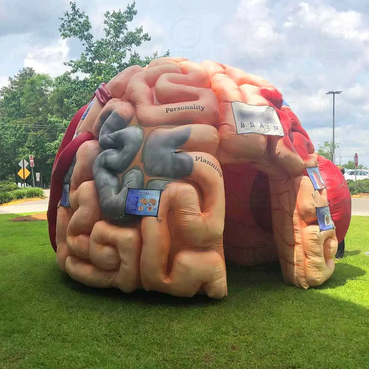 Inflatable Brain Model Human Body Organ for Medical Events| Alibaba.com