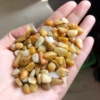 Avventurina gialla