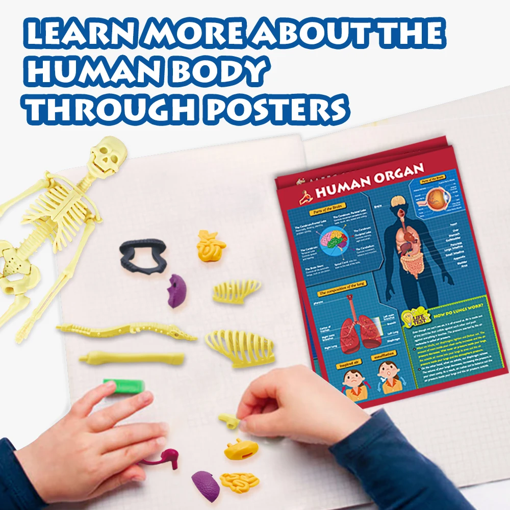 Human Skeleton Organs Model Removable Parts 3D Human Body Model Anatomy Model Skeleton Educational Science Toys for Kids