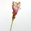 Rosa claro