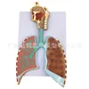 Respiratory system relief