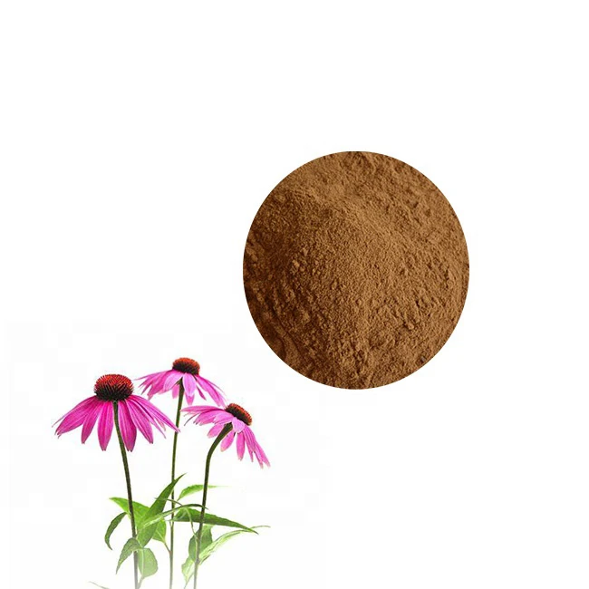 Echinacea Purpurea Plant Powder Dried Echinacea Purpurea Extract 41