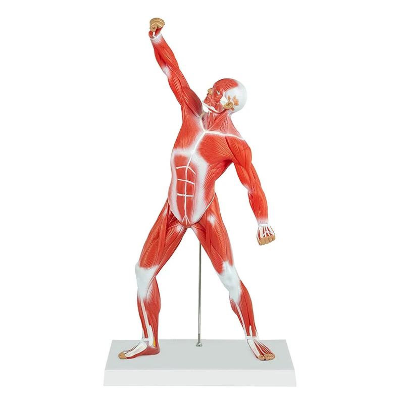 Medical Anatomical Muscle Model PVC Mini Human Muscle Model For Hospital Training