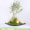 Little Banyan Leaf Set