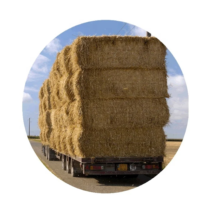 Forage For Animal Feed (wheat Straw Hay) Small Bales With High Protein  Grass Seeds For Cattle Poultry Feed From Pakistan - Buy Yellow Wheat Straw  For Sale Hay Topqualityhayforanimalfeeding Hay Animal Feed