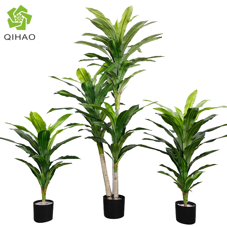 dracaena fragran Dracaena fragrans Janet Lind Indoor Plants - Branched | Hortology