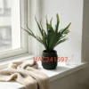 HAC241597
