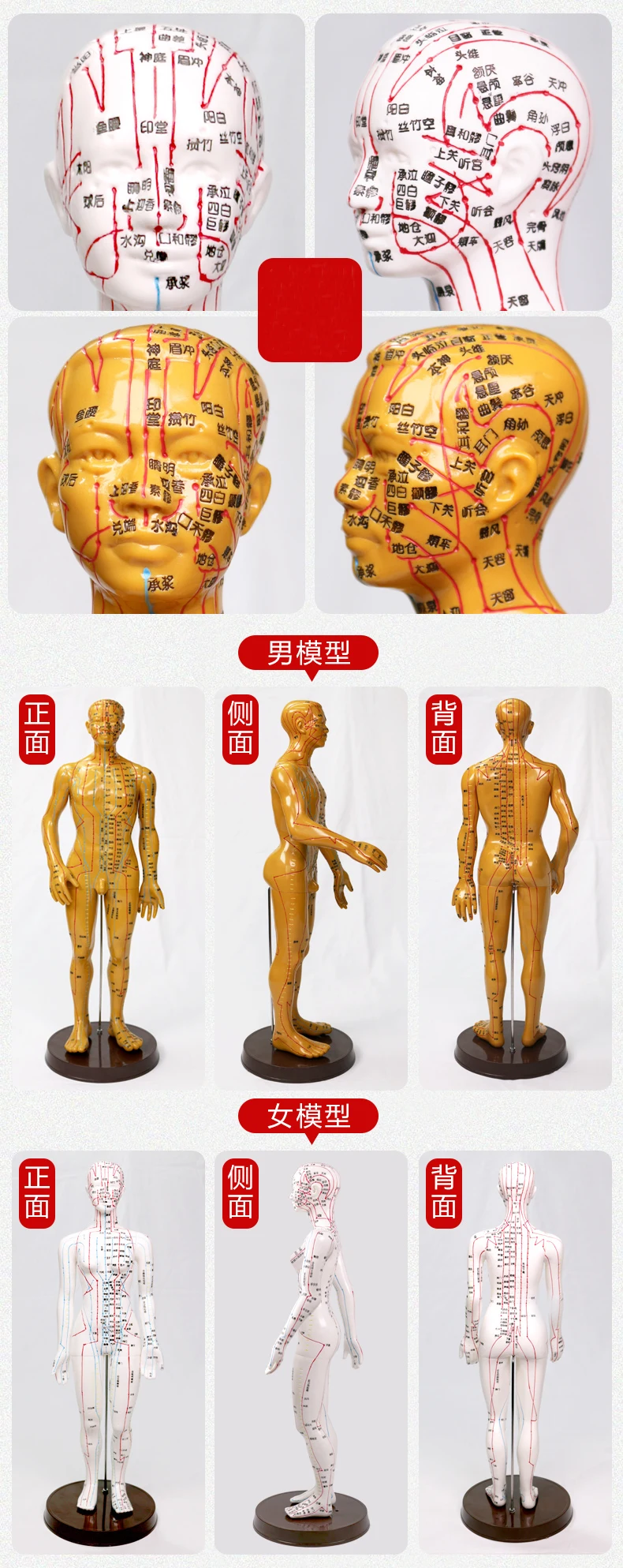 Human Body Male Acupuncture Model Manikin Point Map Bronze Human Body ...