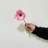 Rosa grande