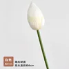 Singolo bocciolo di loto bianco
