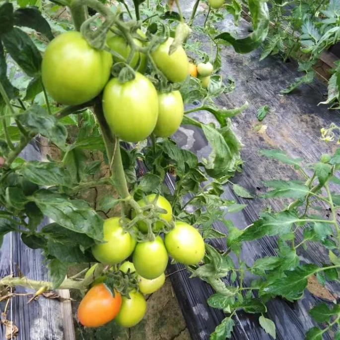 Гибридные семена томатов, Семена овощей Большой овальной формы
