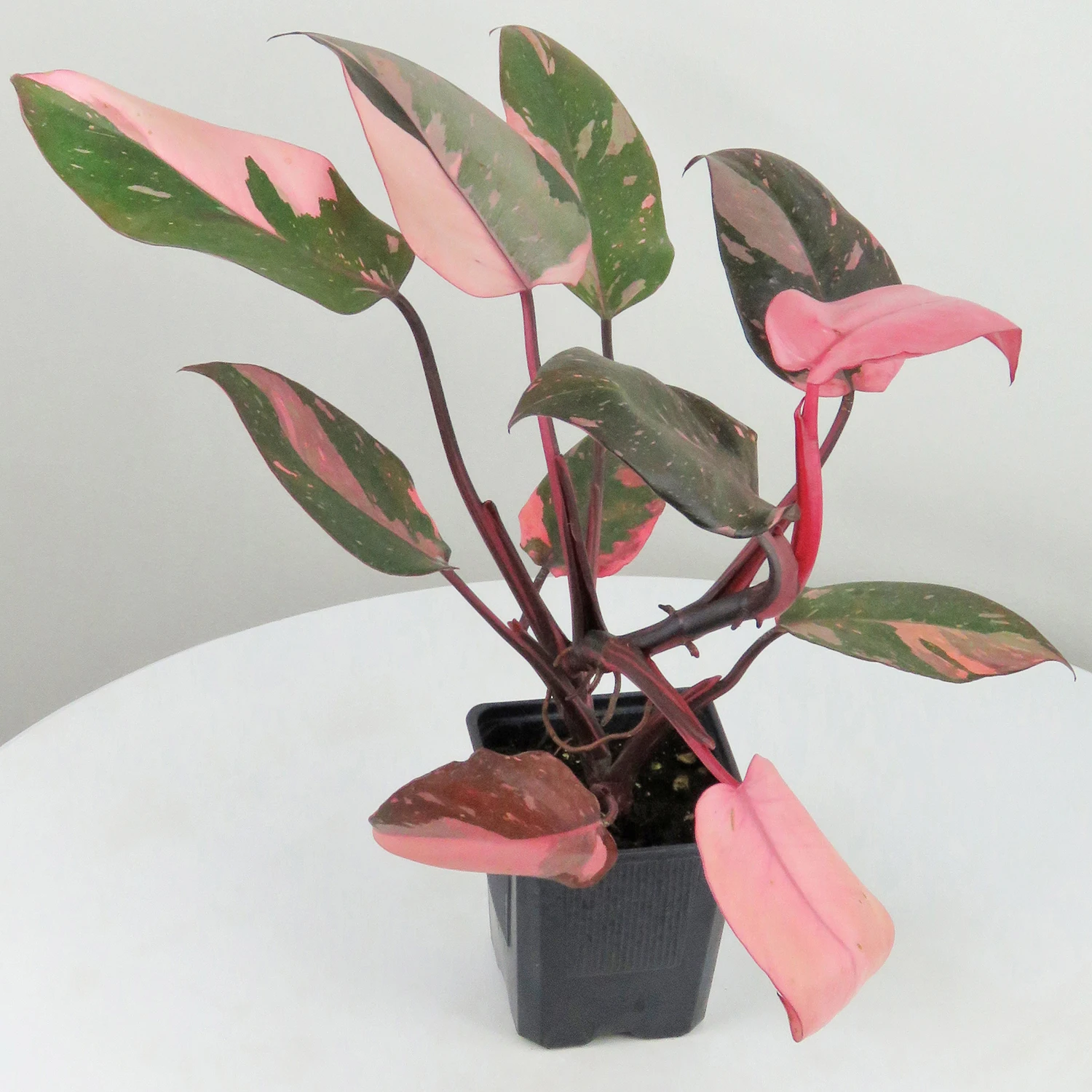 Wholesale Rare Philodendron Pink Princess Tropic Natural Live Plants For Indoor And Outdoor Decor