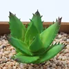 Aloe vera poligonal verde
