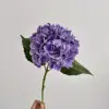 Pourpre