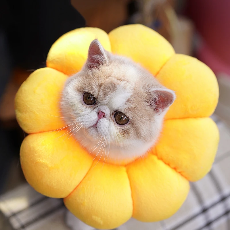sunflower cat collar