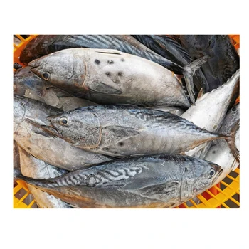 Sea Frozen Bonito Tuna Fish For Wholesale Market