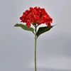 Hortensia rouge