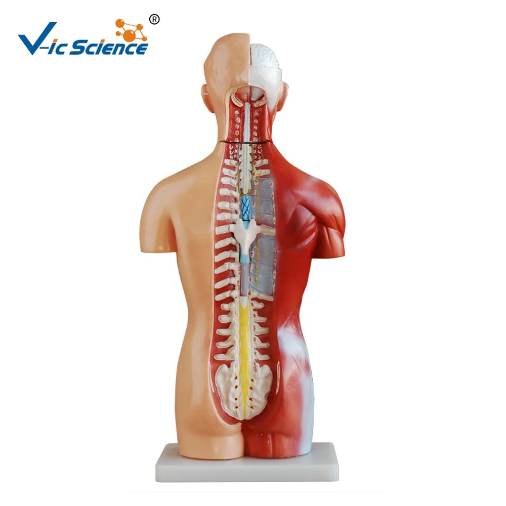 Anatomia Modèle Torso Uomo A grandezza naturale 85cm 19 Parti con