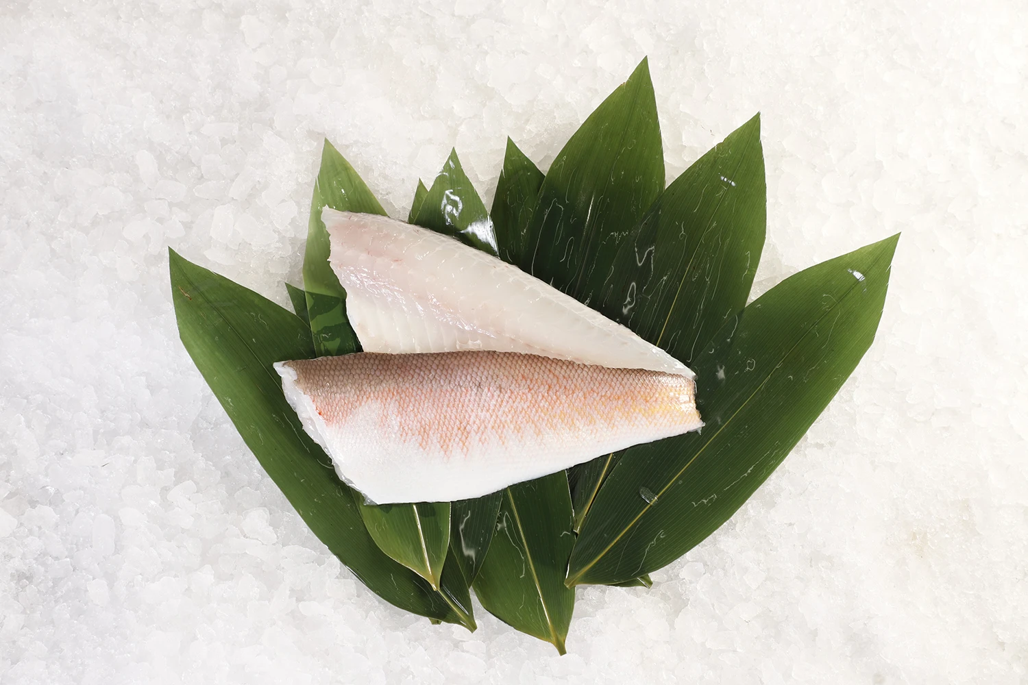 Airlift Freshly Caught Japanese Tilefish Sea Food Other Fish - Buy ...